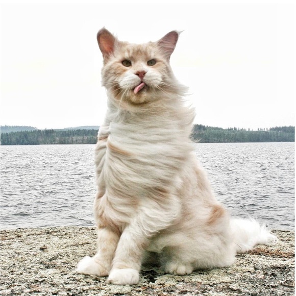 Meet your Posher, Michelle - Picture 1 of 1